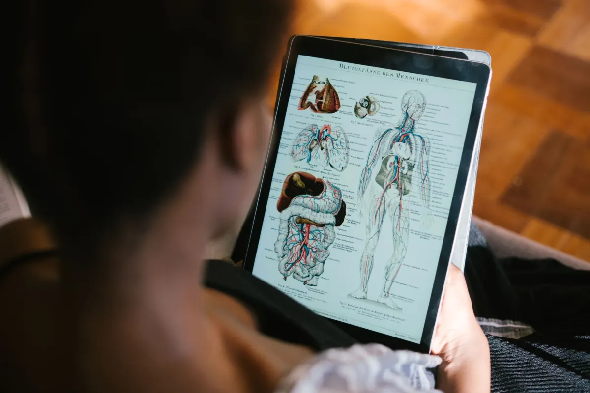 Anatomie du cerveau humain : exploration et fonctions essentielles