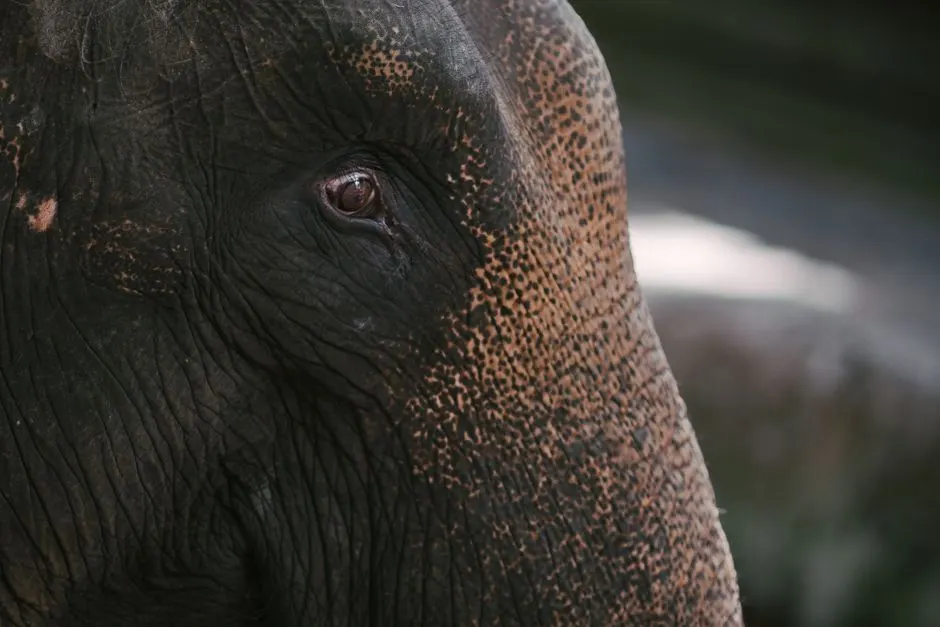 coexistence elephants Zimbabwe