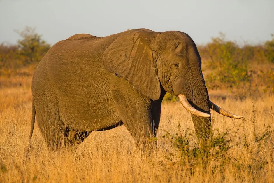 Coexistence Éléphants-Humains : Le Rôle Clé du Zimbabwe