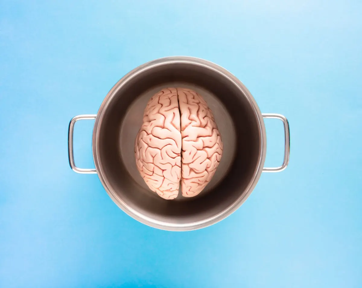 Cerveau humain : sa constitution expliquée en détail