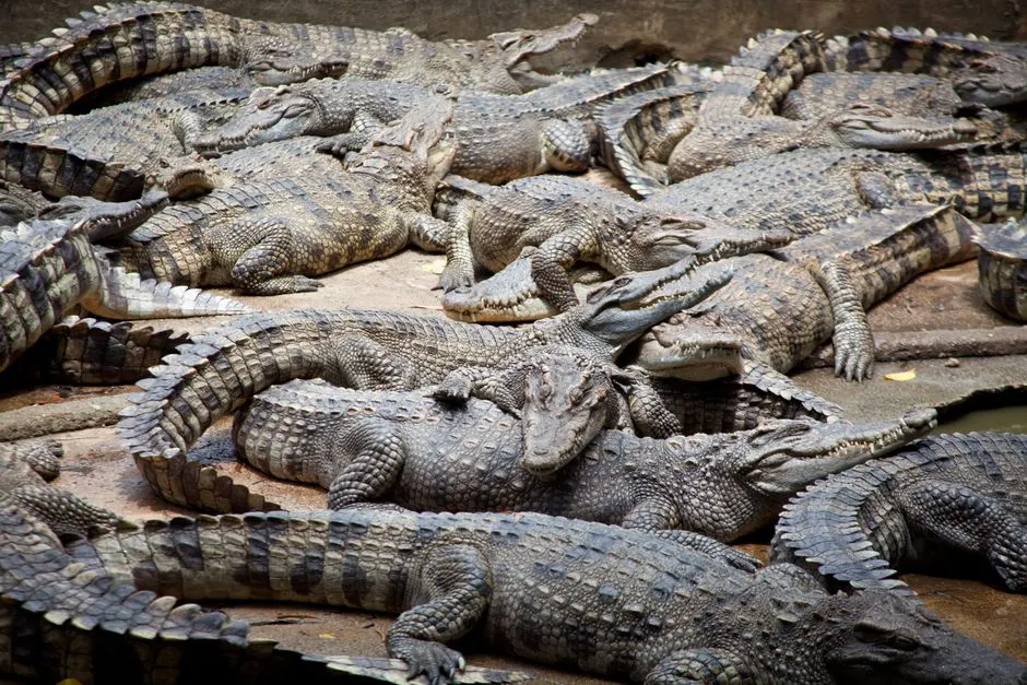 Crocodiles anciens : des fossiles révèlent des espèces arboricoles !