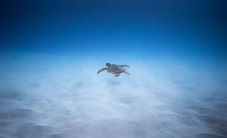 deep sea mining impact
