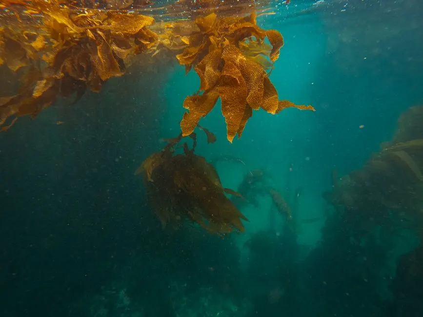 deep sea mining impact