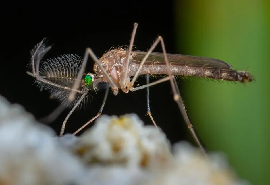 Pourquoi la déforestation rend les moustiques plus agressifs ?