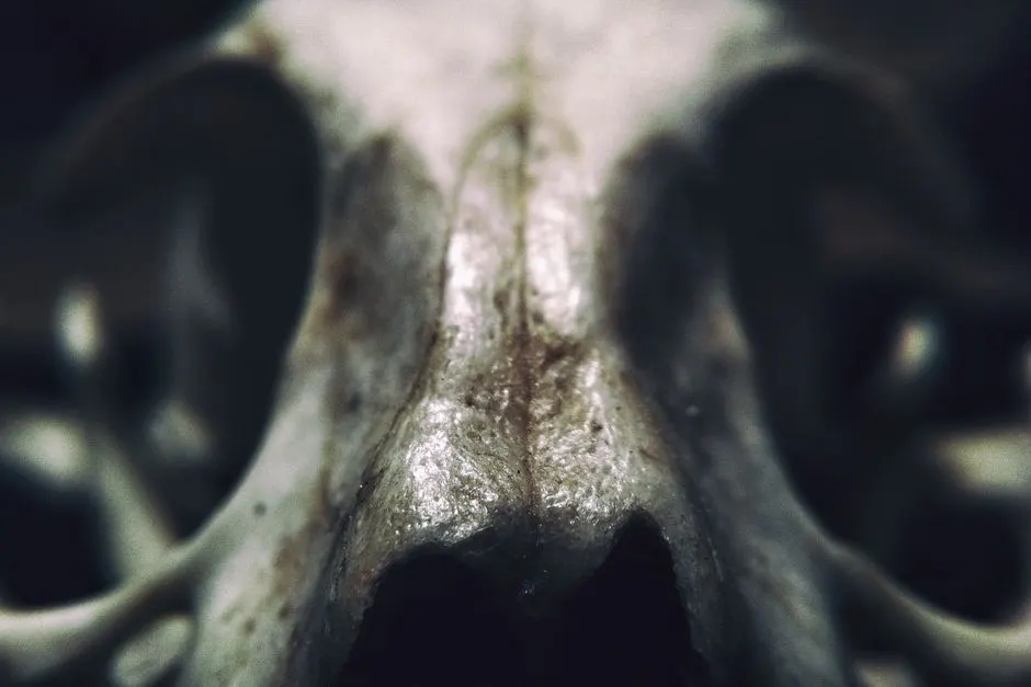 Évolution des chiens : leur morphologie s’est diversifiée tardivement
