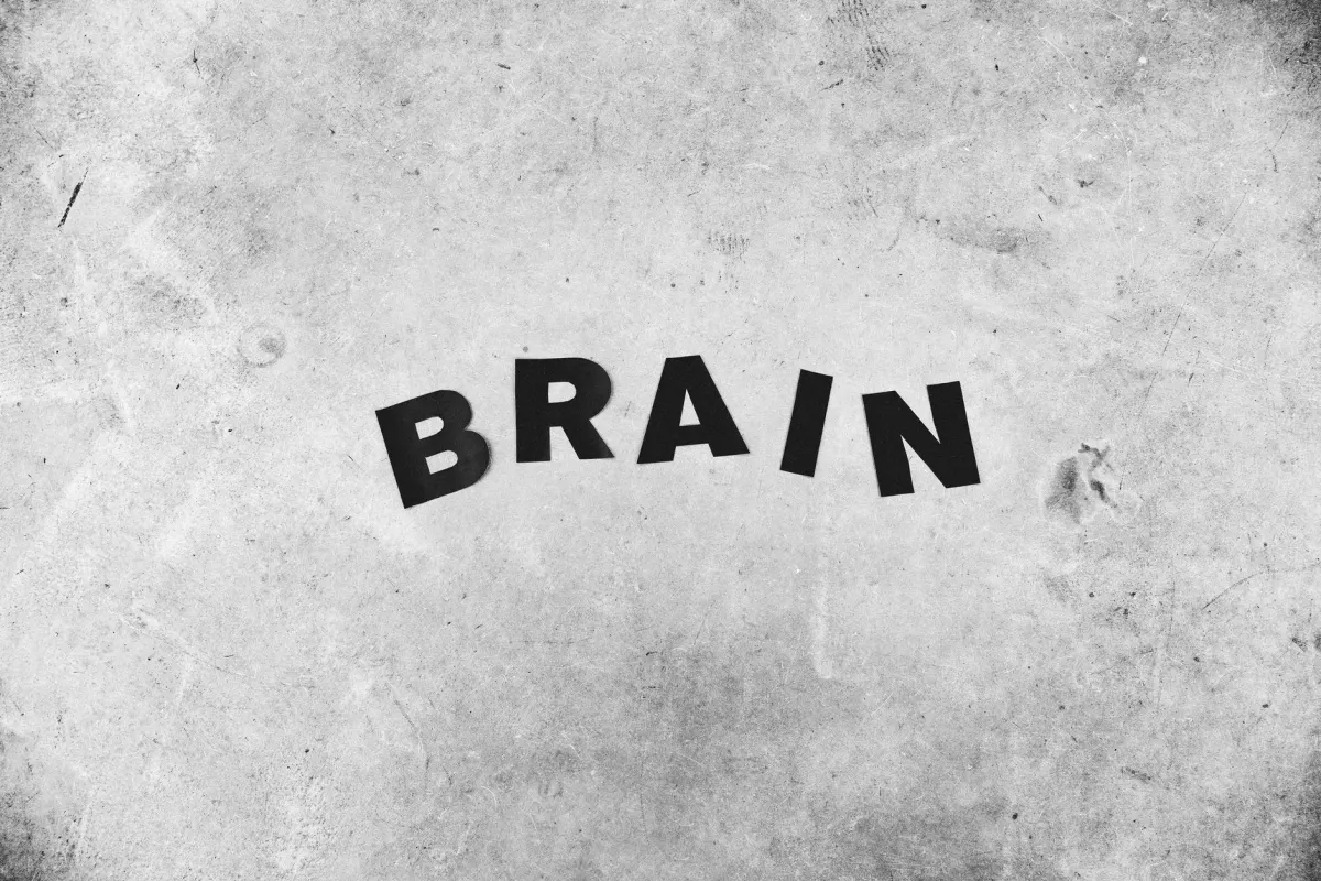 Comment le cerveau humain s'est développé : une histoire évolutive