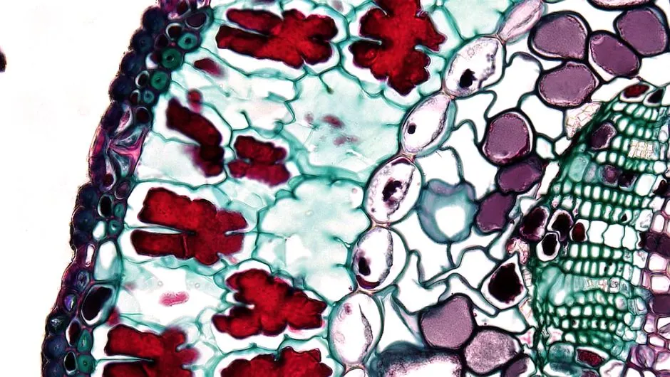Images manipulées : alerte dans les neurosciences !