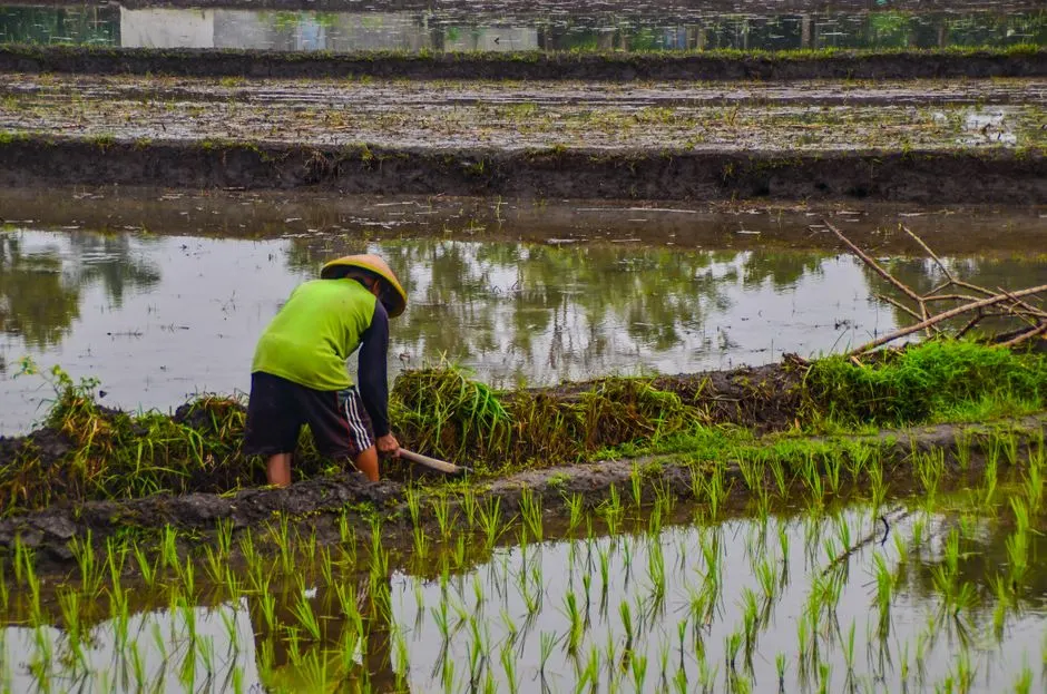 inondations extremes production riz