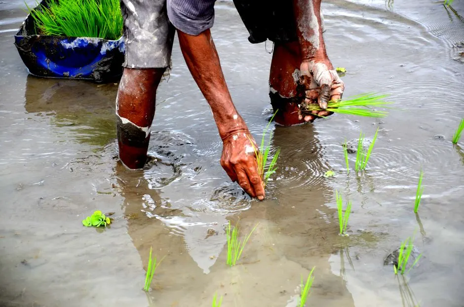 inondations extremes production riz