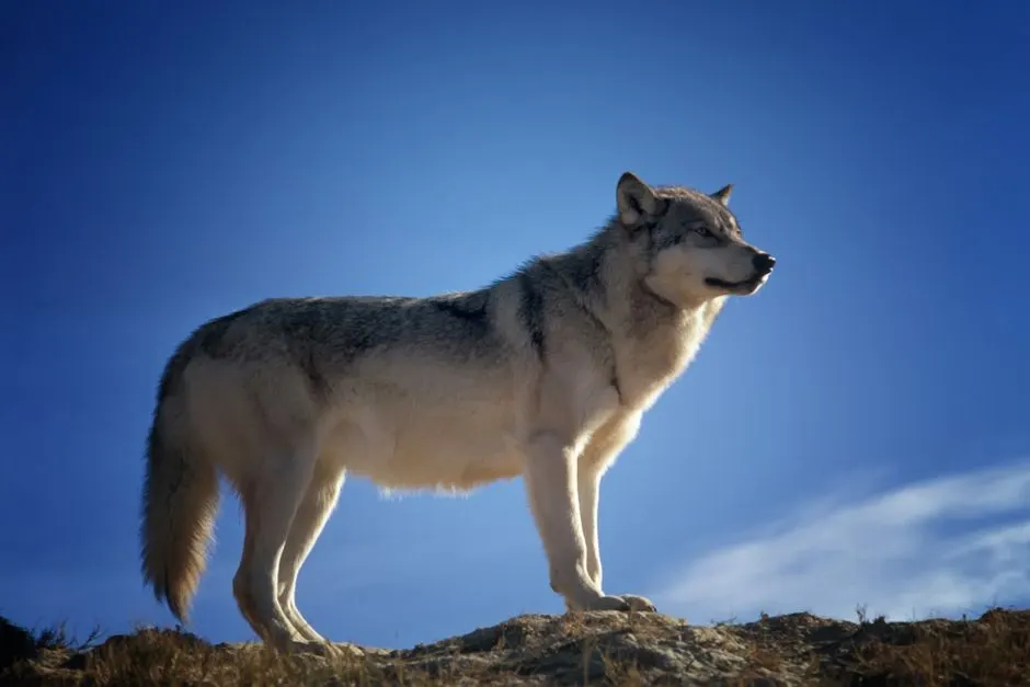 Intelligence animale : comment cette louve se nourrit