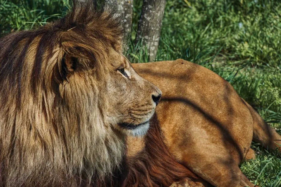 Loup utilisant des outils : Comportement animal inédit ?