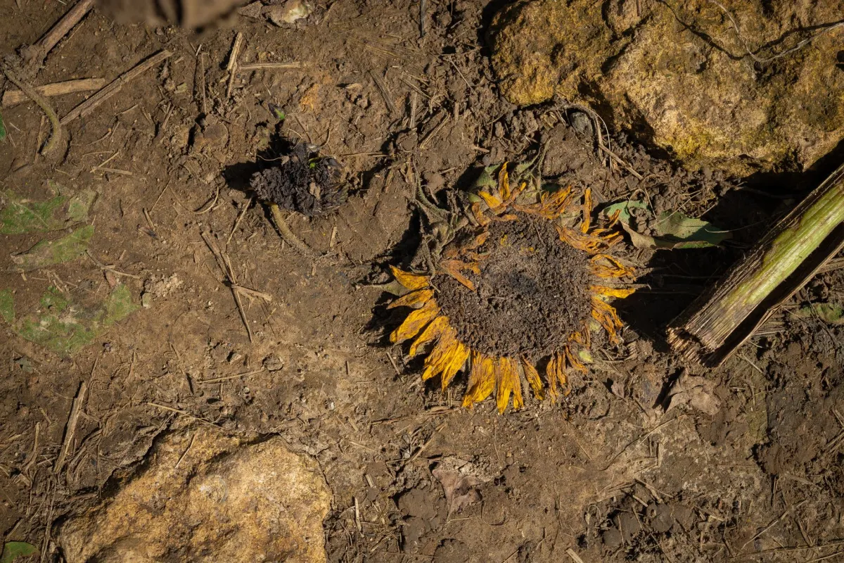 Comment les microbes du sol aident les plantes à résister à la sécheresse ?