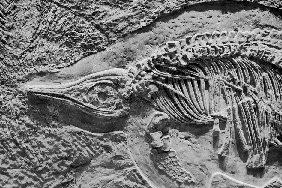 momies de dinosaures