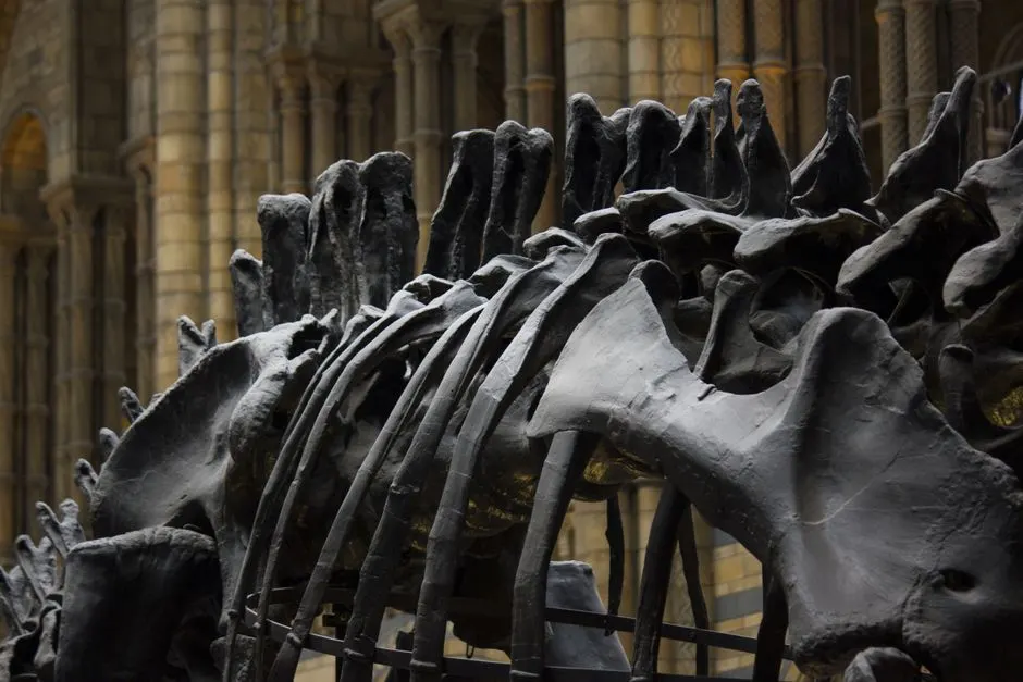 momies humanite musee homme