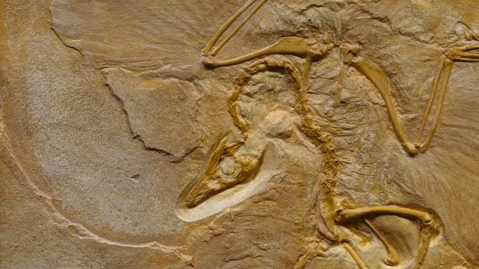 Nanotyrannus espèce entière