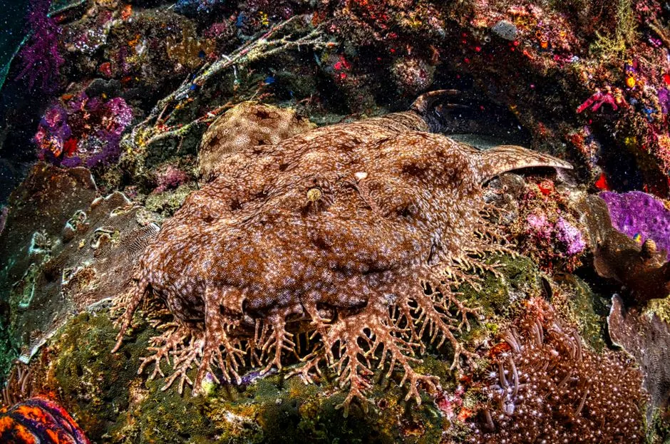 nouvelle espèce marine