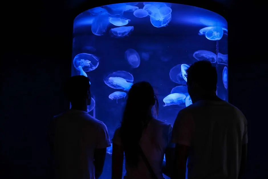 Nouvelle espèce marine : découverte au Japon