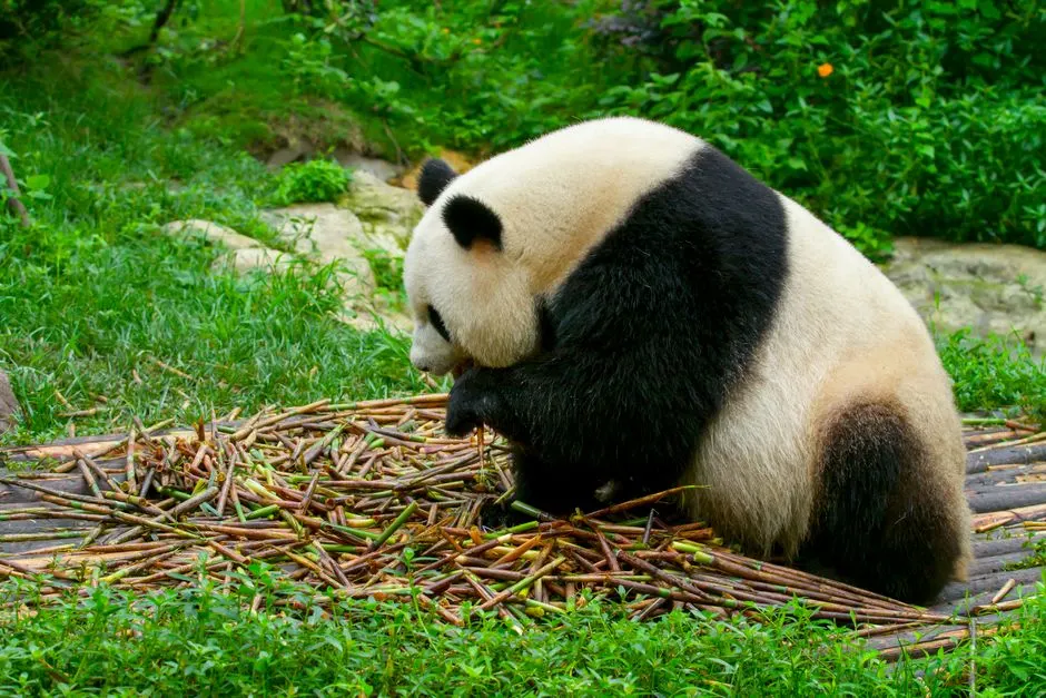 Pourquoi les pandas géants quittent le zoo de Beauval ?