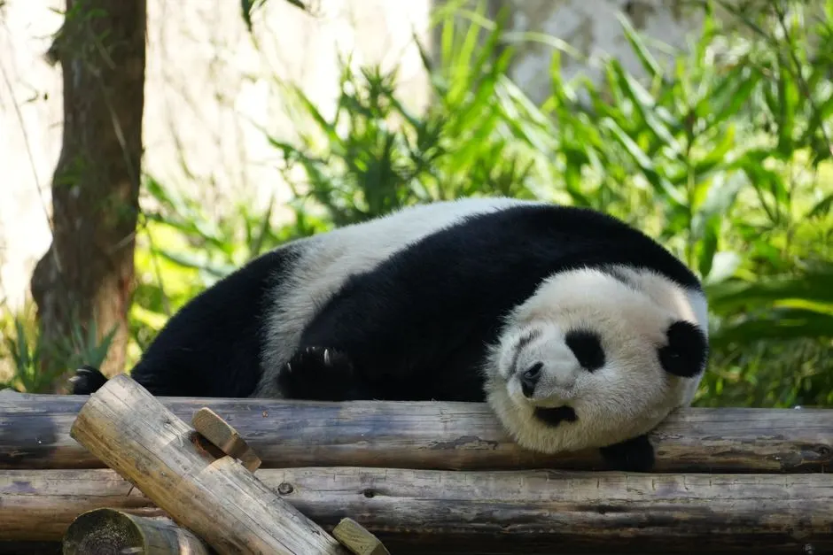 pandas géants zoo beauval