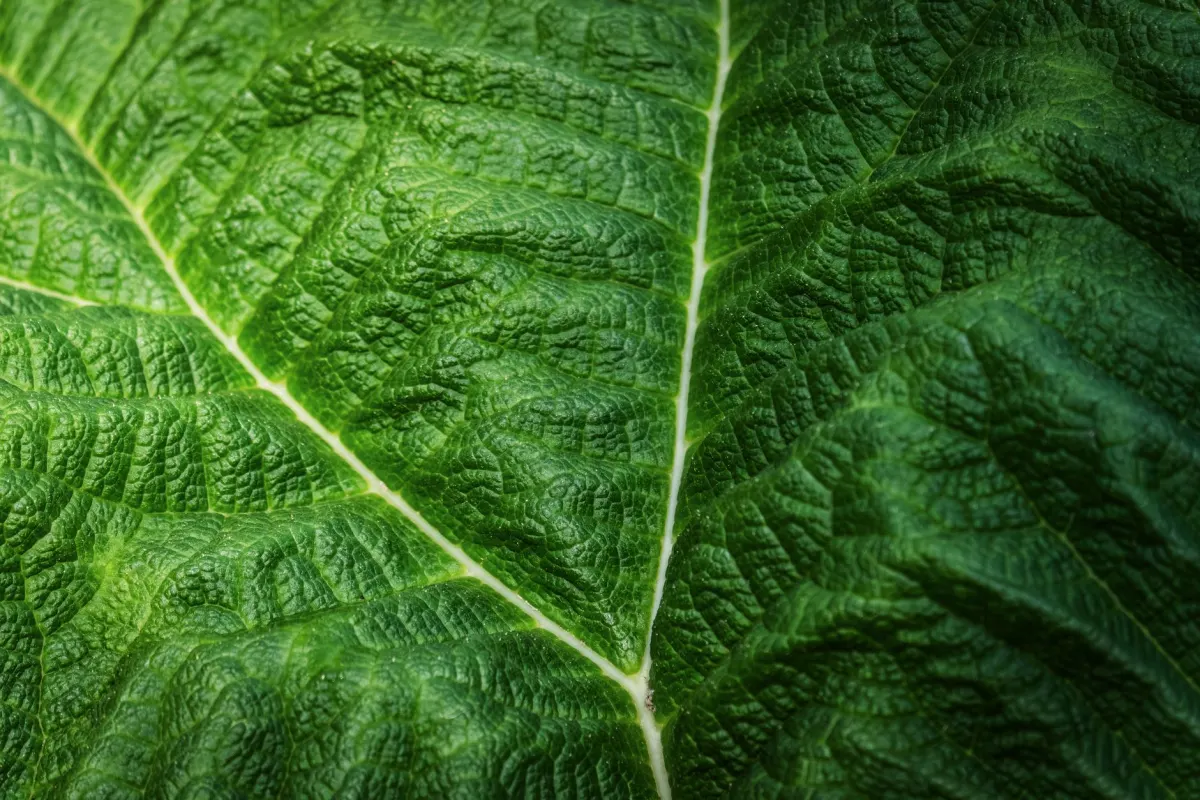 Photosynthèse artificielle : transformer le CO2 en énergie