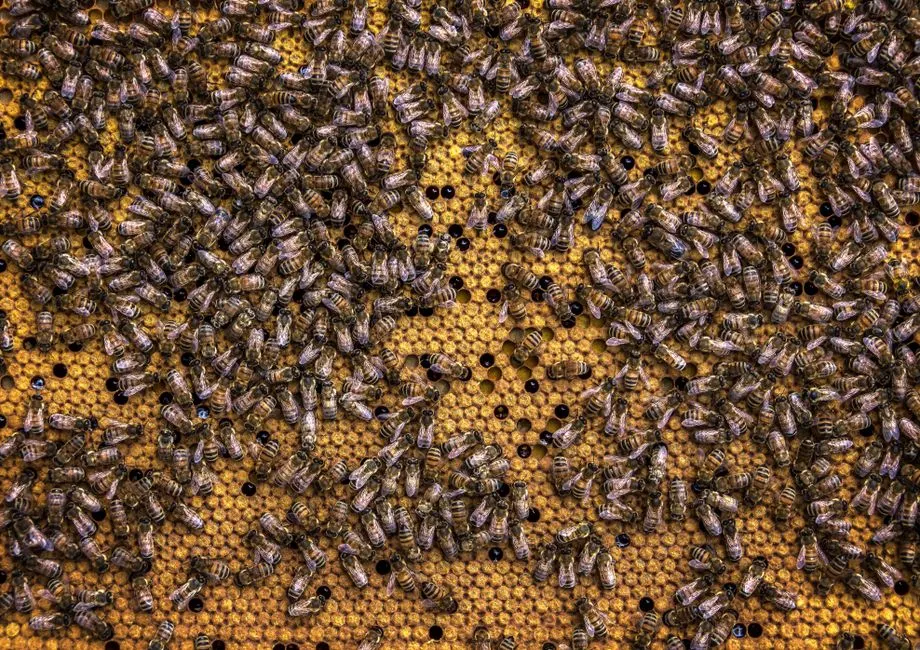 Comment produire des cellules tueuses en masse contre le cancer ?