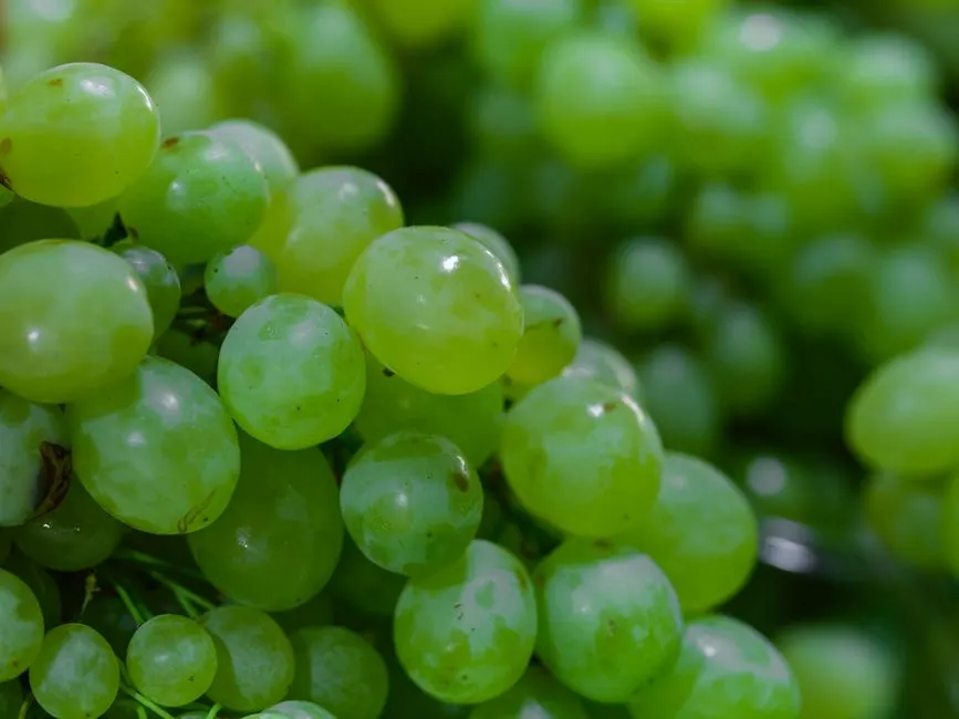 Ralentir le vieillissement cérébral : les nutriments clés révélés