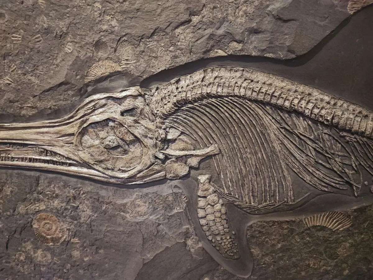 Comment les dinosaures se reproduisaient‑ils ? Les secrets révélés