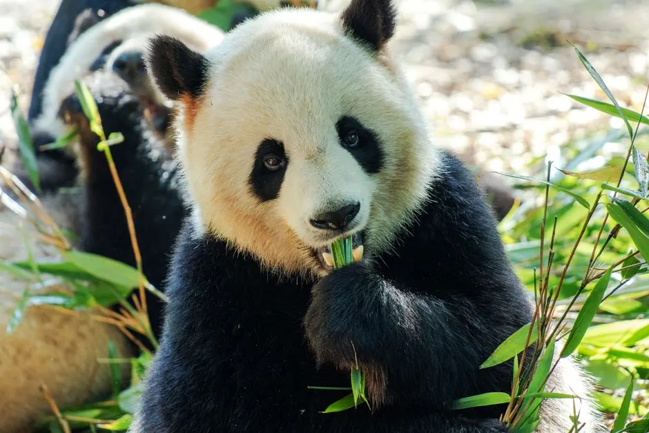 Pourquoi le retour des pandas de Beauval en Chine ?