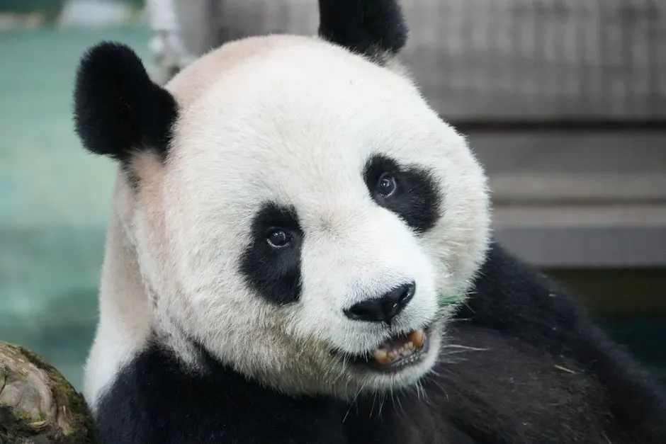 retour pandas beauval chine
