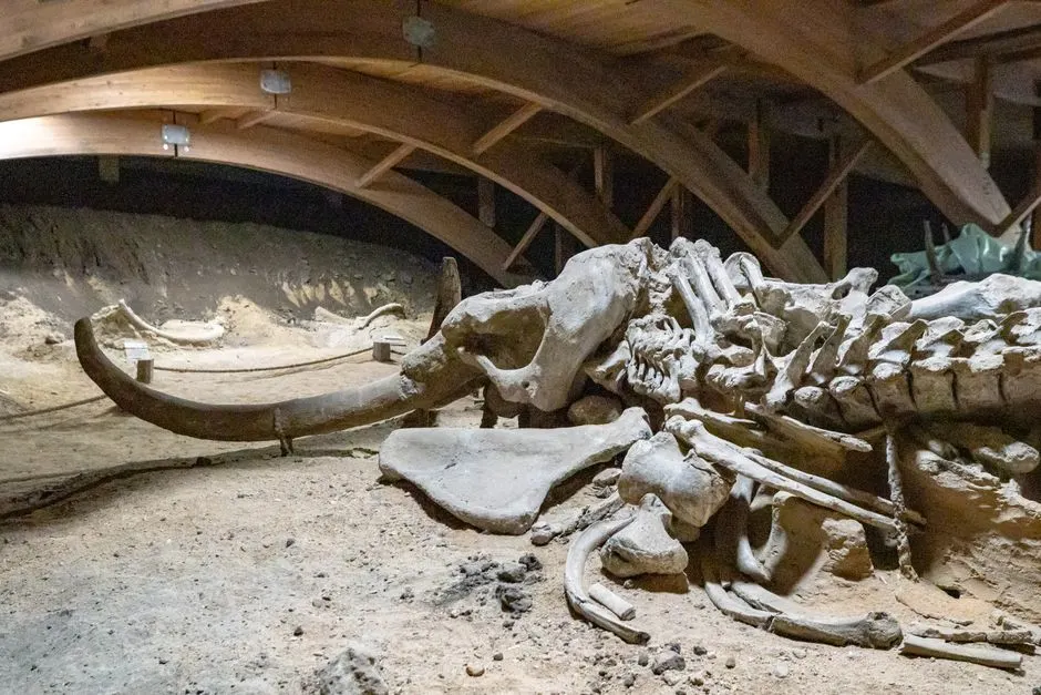 ARN ancien : un mammouth révèle un record de 40 000 ans