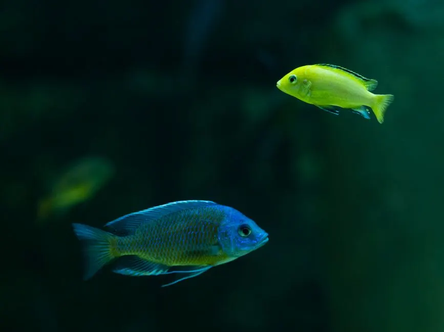 Séquestration du carbone océanique : une solution risquée ?