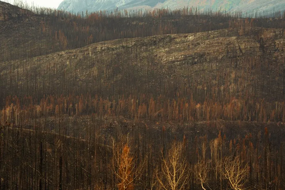 Pourquoi la suppression des incendies aggrave les feux ?