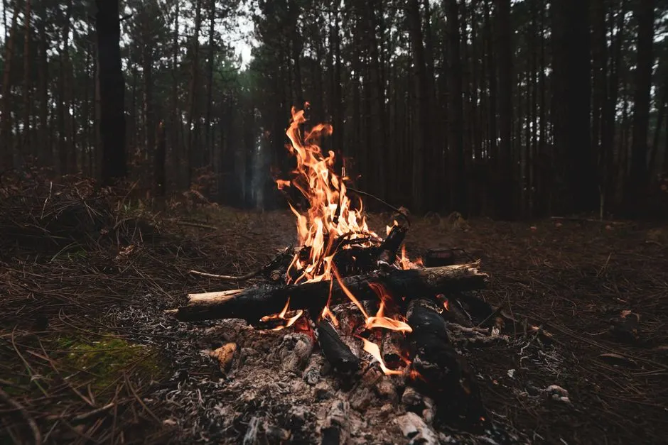 valoriser bois incendie