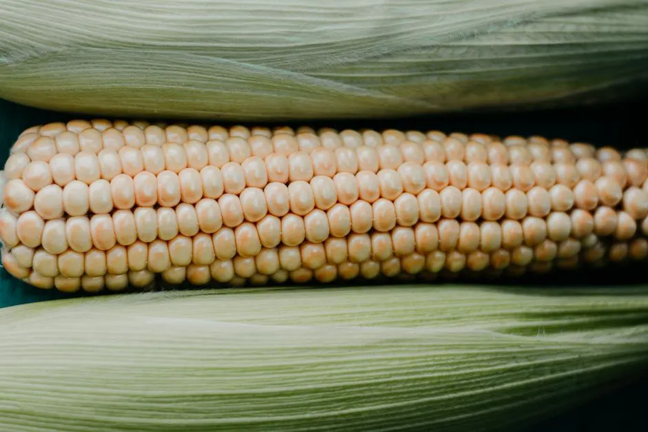 Viande végane : le tournesol, une alternative prometteuse ?